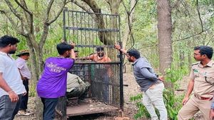 శ్రీవారి భక్తులకు అలర్ట్: తిరుమల కొండల్లో చిరుతలు-ఈ ప్రాంతాల్లో గుర్తింపు