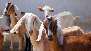 Mancherial: మేకను ఎత్తుకెళ్లాడంటూ దళిత యువకుడిపై దారుణం..