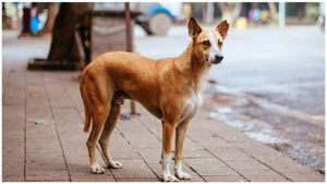 Dog: గంటల వ్యవధిలో 29 మందిని కరిచిన కుక్క.. ఆ శునకానికి రేబిస్ పాజిటివ్..