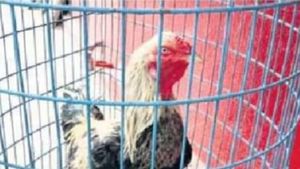 టీఎస్ఆర్టీసీ వింత నిర్ణయం.. కోడిపుంజు వేలం