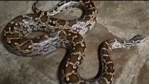 Hyderabad: హైదరాబాద్ లో కొండ చిలువ ప్రత్యక్షం.. ఎక్కడంటే..!