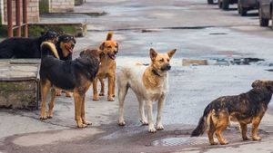 Stray Dogs: బౌరంపేటలో దారుణం.. తండ్రీకొడుకులపై వీధి కుక్కల దాడి..