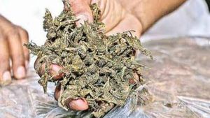  విశాఖలో గంజాయి, బీహార్ లో రివాల్వర్, విజయవాడలో ఇలా చిక్కి !! 