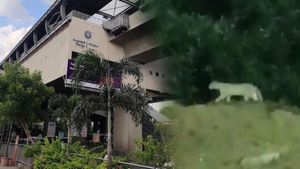 హైదరాబాద్ మియాపూర్‌లో చిరుత సంచారం (వీడియో)