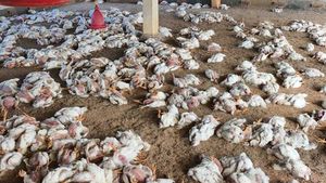 ఆ జిల్లాలో 7వేల కోళ్ళు మృతి.. తెలంగాణాలో బర్డ్ ఫ్లూ భయం!