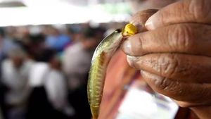 హైదరాబాద్‌లో చేప ప్రసాదం పంపిణీ షురూ..   