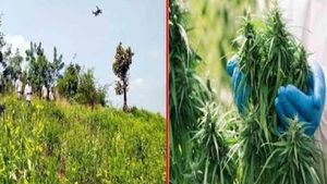 గంజాయి పండిస్తే ఇట్టే తెలిసిపోతుంది.. తెలంగాణ ప్రభుత్వం వినూత్న ప్రయత్నం