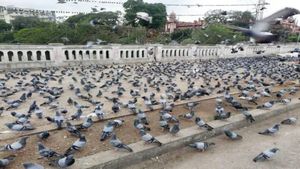 పావురాలతో జర భద్రం.. ప్రాణాంతక వ్యాధులను కొనితెచ్చుకున్నట్లే..!