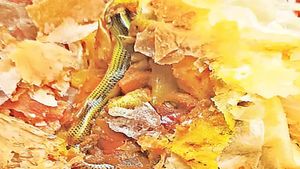 కర్రీ పఫ్ లో పాము.. ఇంకా ఎన్ని చూడాలో..! 