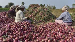 ఉల్లి రైతులకు సీఎం చంద్రబాబు గుడ్ న్యూస్.. రూ.50 వేలు !!