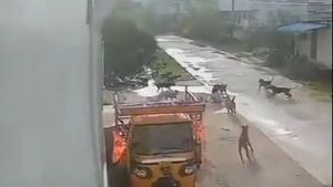 వైరల్ వీడియో: వీధి కుక్కలు హల్ చల్.. ఓ చిన్నారి మృతి.. మరొకరి పరిస్థితి..