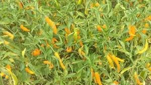 ఆ పంటతో డబుల్  ఆదాయం.. రికార్డ్ ధరతో సంతోషంలో రైతులు!