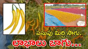 Yellow Chilli:  గ్లోబల్ డిమాండ్. సాగు సలహాలు, దిగుబడి రహస్యాలు