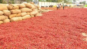 ఐదేళ్ల తర్వాత అదరహో..  లాభాల బాటలో మిరప రైతులు!