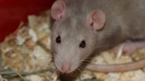 ఆ యూనివర్సిటీలో ఎలుకల భయం.. 11మంది విద్యార్థులను కరిచిన ఎలుకలు!