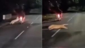 తిరుమల, అలిపిరిల్లో చిరుతలను గుర్తించడానికి టీటీడీ కొత్త టెక్నాలజీ