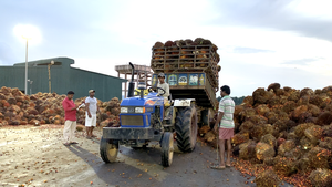 తెలంగాణలో ఆయిల్ పామ్‌: ప్రభుత్వ ప్రణాళికతో వంటింటి నూనె ఖర్చు, దిగుమతి బిల్లులు తగ్గుతాయా?