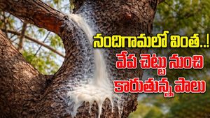 Neem tree milk miracle in Nandigama