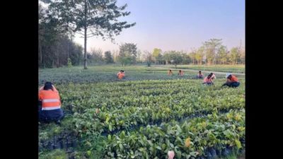 আদানির উদ্যোগে কয়লা খনিতে সবুজায়ন, পরিবেশ রক্ষায় ১৬ লক্ষের বেশি চারাগাছ রোপনে দৃষ্টান্ত