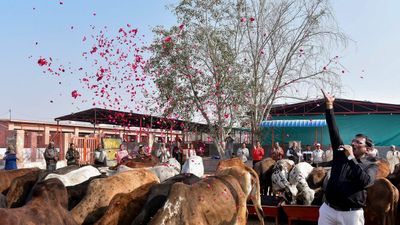 ভাইরাল আইআইটি রুরকির গোমূত্র গবেষণা! বিজ্ঞান নাকি বিতর্কিত দাবি? নেটপাড়ায় উত্তাল আলোচনা