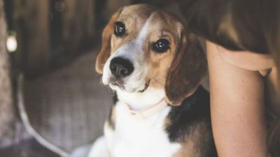 અમદાવાદમાં હવે રખડતા કુતરાઓને ગમે ત્યાં ખાવાનું નહીં આપી શકાય