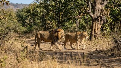 ગુજરાતમાં છેલ્લા 2 વર્ષમાં 314 સિંહોના મોત થયા, સરકારે વિધાનસભામાં માહિતી આપી