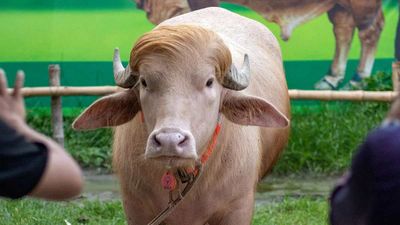 Bakrid 2026: ईद पर कुर्बान होने वाला था 'डोनाल्ड ट्रंप' भैंसा, ऐन वक्त पर पलटी किस्मत! अब कहां पहुंचा?
