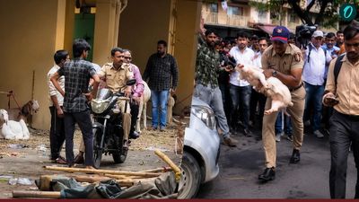 akrid से पहले ठाणे में हाईवोल्टेज बवाल: सोसाइटी में बकरे पर विवाद, विरोध में सुअर लेकर पहुंच गए लोग