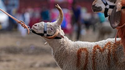 ₹51 लाख से ₹4 करोड़ तक बकरों की कीमत! Eid से पहले ‘VIP Bakra Market’ के वायरल वीडियो ने उड़ाए लोगों के होश