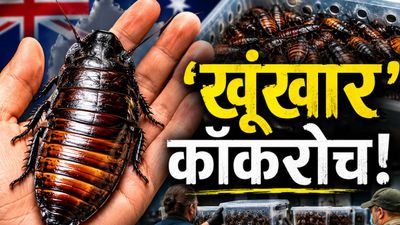 Australian Cockroach Bust: ऑस्ट्रेलिया में 1 लाख 'विशालकाय' कॉकरोच गिरफ्तार, वजह जानकर आप भी माथा पीट लेंगे