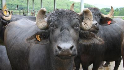Pregnant Buffalo Surgery: 9 माह की प्रेग्नेंट भैंस के पेट से निकाली 66 नुकीली धातुएं! 4 डॉक्टर बने 'देवदूत'