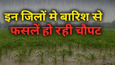 इन जिलों में बारिश से फसलें हो रही चौपट, मानसून की वापसी से किसानों पर दोहरी मार, दशहरे पर भी पानी का अलर्ट