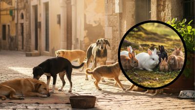 Bihar Rabbit Meat Scam: जंगली खरगोश समझकर लोग चाव से खा गए कुत्ते का मांस, फिर जो हुआ देख कांप जाएगी रूह
