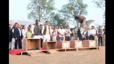 MP News: मुख्यमंत्री डॉ. यादव ने हलाली डेम में लुप्तप्राय प्रजाति के 5 गिद्धों को किया मुक्त