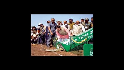 MP News: मुख्यमंत्री डॉ. मोहन यादव ने कूनो नदी में 53 घड़ियाल और 25 कछुए किए रिलीज