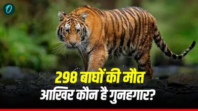महाराष्‍ट्र में 12 साल में 298 बाघों की हुई मौत, कोर्ट ने लगाई फटकार, आखिर कौन है गुनहगार?