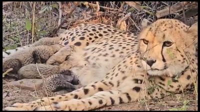 मध्यप्रदेश बना चीतों के पुनरुद्धार का प्रमुख केंद्र, कूनो में मादा चीता ने दिए 4 शावकों को जन्म