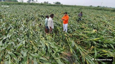 Maharashtra Rain: मराठवाड़ा-विदर्भ में किसानों पर कहर बनकर टूटी बिन मौसम बरसात, 1.22 लाख हेक्टेयर फसल बर्बाद