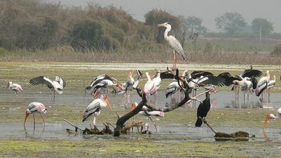 उत्तराखंड:  नंदौर वन्यजीव अभ्यारण्य ने जैव विविधता गैलरी का अनावरण 
