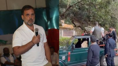 Rahul Gandhi's Jungle Safari Faces Criticism Amid Political Controversy During Bihar Elections