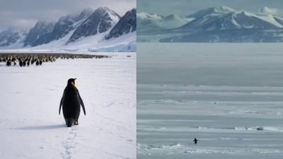 Viral Video Of Penguin Walking Alone Towards Mountain, Called ‘Nihilist,’ Has the Internet Hooked, Here’s Why