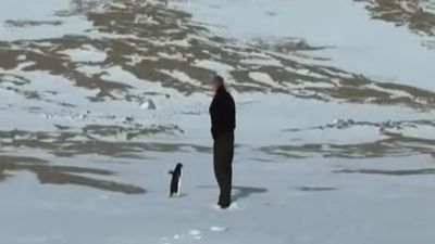 Penguin Walking Solo to the Mountains Goes Viral: Where to Watch the Extended Version Of This Viral Video