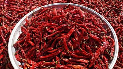 ‘Red Gold’ In Trouble: Byadagi Chilli Trade Hit By West Asia Conflict, Farmers Worried