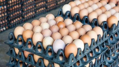 Why Poultry Farmers In Telangana Are Losing Money As Egg Prices Drop Nearly 50 Percent
