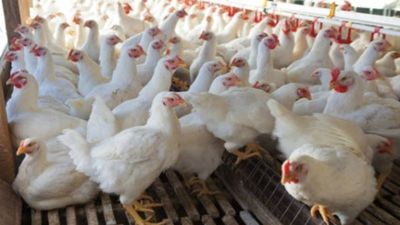 Bird Flu Lockdown in Bengaluru: 3km Zone Sealed After H5N1 Outbreak at Hesaraghatta Poultry Center