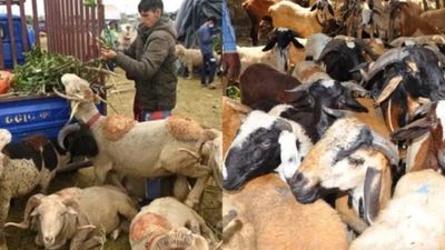 Bakrid 2026: Sheep Prices Double In Hyderabad As Demand Surges, Premium Animals Touch Rs 3 Lakh