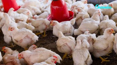 Can Loud Music Kill? 140 Chickens Die After Wedding DJ Blasts Sound In UP