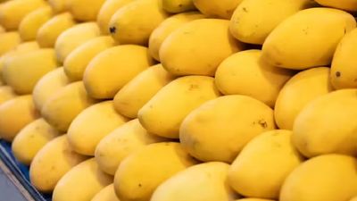 Pune Woman Files Domestic Abuse Case Against Husband After A Dispute Over Mangoes Payment