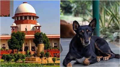 SC Refuses To Modify Directions To Remove Stray Dogs From Public Places