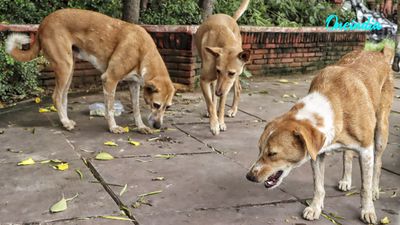 Centre Issues Nationwide Directive to Remove Stray Dogs From Government Institutions